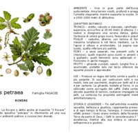Quercus_petraea.pdf
