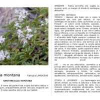 Satureja_montana.pdf