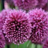 allium_sphaerocephalon 2.jpg