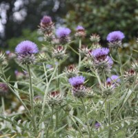 Cynara cardunculus_2.jpg