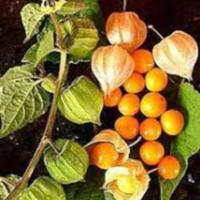 Physalis peruviana 2.jpg