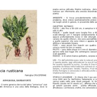 Armoracia_rusticana.pdf