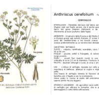 Anthriscus_cerefolium_1.pdf
