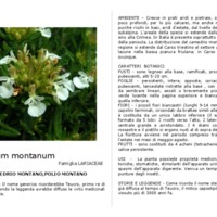Teucrium_montanum.pdf