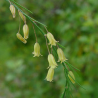 I fiori dell'Asparagus officinalis