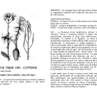 Brassica_rapa_var._cymosa.pdf