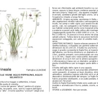 Allium_vineale.pdf