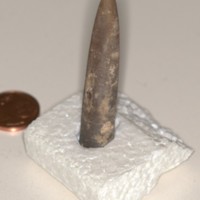 Belemnite_2.jpg