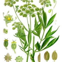 Levisticum_officinale_1.jpg