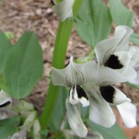 Vicia_faba var. major_1.jpg