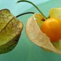 Physalis peruviana 1.jpg