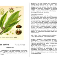 Castanea_sativa.pdf