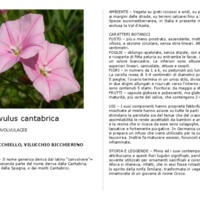 Convolvulus_cantabrica.pdf