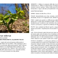 Helleborus_odorus.pdf