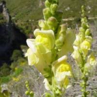 Fiore di Antirrhinum latifolium