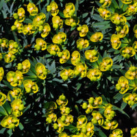 Euphorbia_dendroides.2.jpg