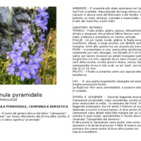 Campanula pyramidalis.pdf