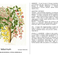 Cytisus_laburnum.pdf