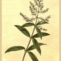 Aloysia_citriodora_1.jpg