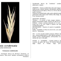 Bromopsis_condensata.pdf