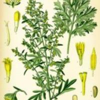 Artemisia_absinthium_1.jpg