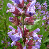 Salvia_officinalis_1.jpg