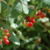 Lonicera etrusca_frutti.JPG