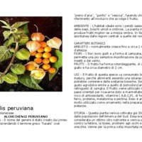 Physalis_peruviana.pdf