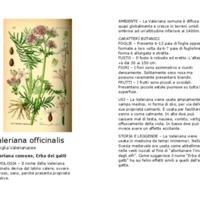 Valeriana_officinalis.pdf