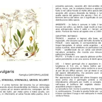 Silene_vulgaris.pdf