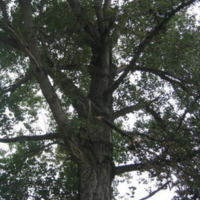 Populus_nigra_2.jpg