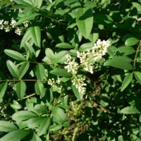 Ligustrum_vulgare_2.jpg