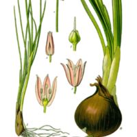 Allium_schoenoprasum_1.jpg