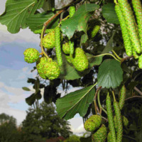 Alnus_glutinosa_1.jpg