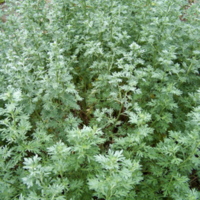Artemisia_absinthium_2.jpg