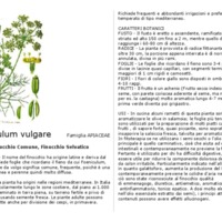 Foeniculum_vulgare.pdf