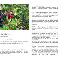 Pistacia_lentiscus.pdf