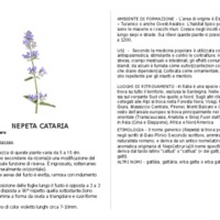 NEPETA CATARIA baccaro.pdf