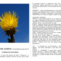 Centaurea scabra.pdf