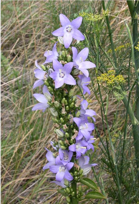 Campanula_pyramidalis1.jpg