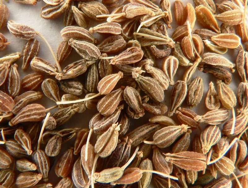 Pimpinella_anisum_2.jpg
