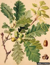 Quercus_petraea_3.jpg