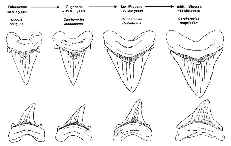 Carcharodon_4.jpg