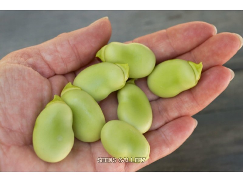 Vicia_faba var. major_3.jpg