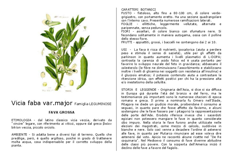 Vicia_faba var. major.pdf