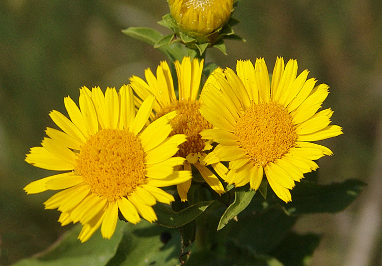 Inula_spiraeifolia_3.jpg