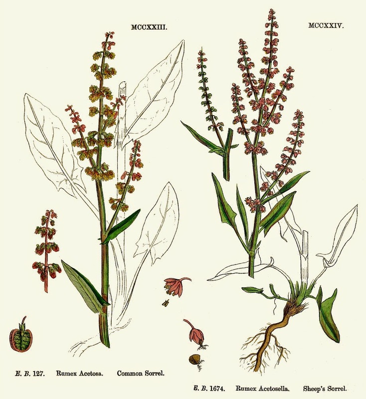 Rumex_acetosa_2.jpg