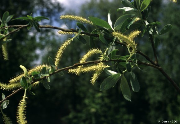 Salix_alba_1.jpg