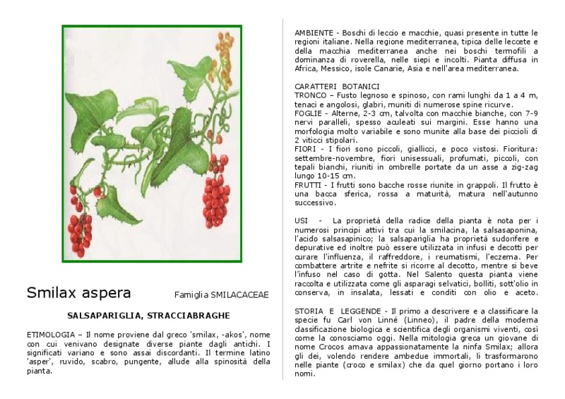 smilax_aspera.pdf