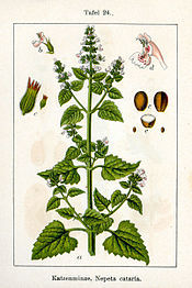 Nepeta_cataria_3.jpg